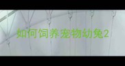如何饲养宠物幼兔