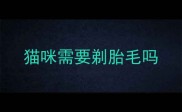 猫咪需要剃胎毛吗