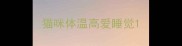 猫咪体温高爱睡觉