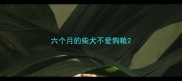 六个月的柴犬不爱狗粮