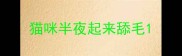 猫咪半夜起来舔毛