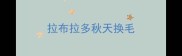 拉布拉多秋天换毛