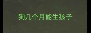 狗几个月能生孩子