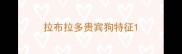 拉布拉多贵宾狗特征