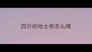 四斤的哈士奇怎么喂