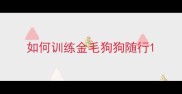 如何训练金毛狗狗随行