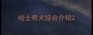 哈士奇犬综合介绍