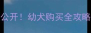 泰迪幼犬价格大公开幼犬购买全攻略附避坑指南