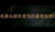 金毛鼻头颜色变浅的紧急处理指南