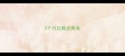 2个月比熊犬剪毛