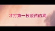 才打第一枚疫苗的狗