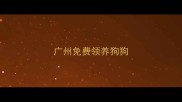 广州免费领养狗狗