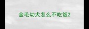 金毛幼犬怎么不吃饭