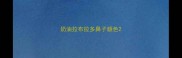 奶油拉布拉多鼻子颜色