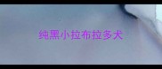 纯黑小拉布拉多犬