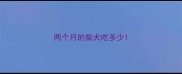 两个月的柴犬吃多少