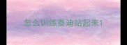 怎么训练泰迪站起来