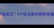 猫咪怀孕声音低沉5个征兆教你辨别母猫怀孕状态