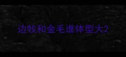 边牧和金毛谁体型大