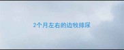 2个月左右的边牧排尿
