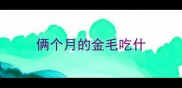 俩个月的金毛吃什