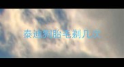 泰迪狗胎毛剃几次