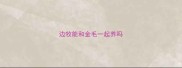 边牧能和金毛一起养吗