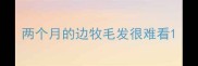 两个月的边牧毛发很难看
