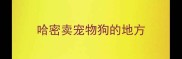 哈密卖宠物狗的地方