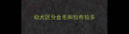 幼犬区分金毛和拉布拉多