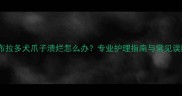 拉布拉多犬爪子溃烂怎么办专业护理指南与常见误区
