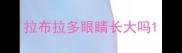 拉布拉多眼睛长大吗