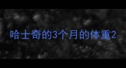 哈士奇的3个月的体重