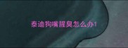 泰迪狗嘴腥臭怎么办