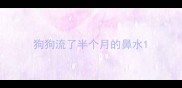 狗狗流了半个月的鼻水