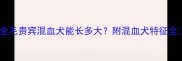 金毛贵宾混血犬能长多大附混血犬特征全