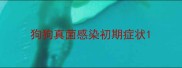 狗狗真菌感染初期症状
