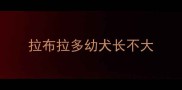 拉布拉多幼犬长不大