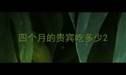 四个月的贵宾吃多少