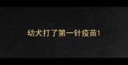 幼犬打了第一针疫苗