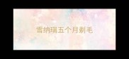 雪纳瑞五个月剃毛