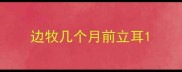 边牧几个月前立耳