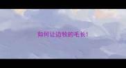 如何让边牧的毛长