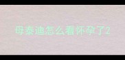 母泰迪怎么看怀孕了