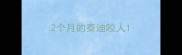 2个月的泰迪咬人