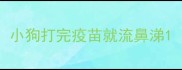 小狗打完疫苗就流鼻涕