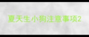 夏天生小狗注意事项