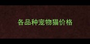 各品种宠物猫价格