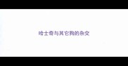 哈士奇与其它狗的杂交