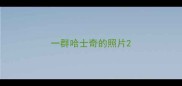 一群哈士奇的照片